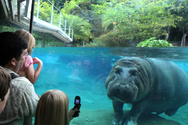 Un hippopotame au zoo de San Diego
