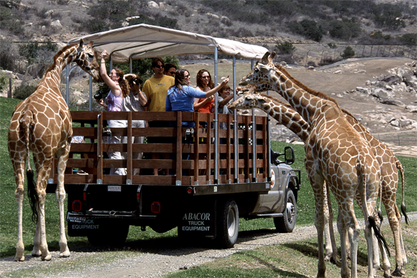 Les girafes visitent à San Diego Safari Park