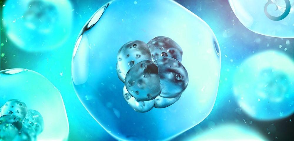 embryons de mosaïque